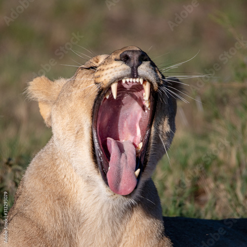 Fototapeta Naklejka Na Ścianę i Meble -  Lioness yawning