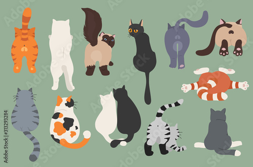 Cats poses behind. Cat`s butts. Flat design clipart