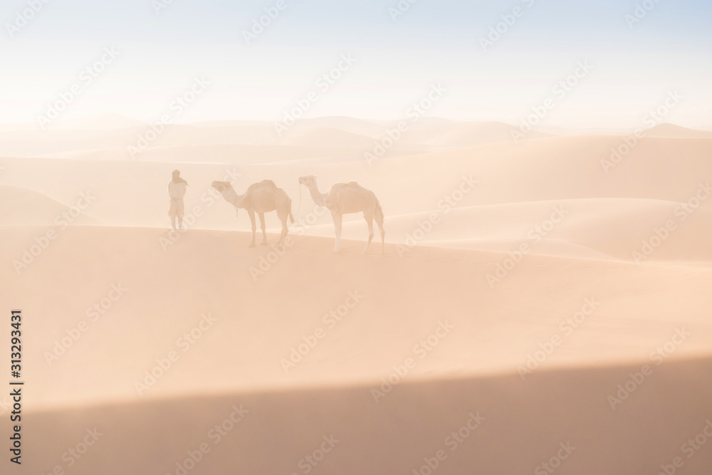 Bedouin and camel on way through sandy desert Nomad leads a camel Caravan in the Sahara during a sand storm in Morocco Desert with camel and nomads Silhouette man Picturesque background nature concept Bedouin and camel on way through sandy desert Nomad leads a camel Caravan in the Sahara during a sand storm in Morocco Desert with camel and nomads Silhouette man Picturesque background nature concept