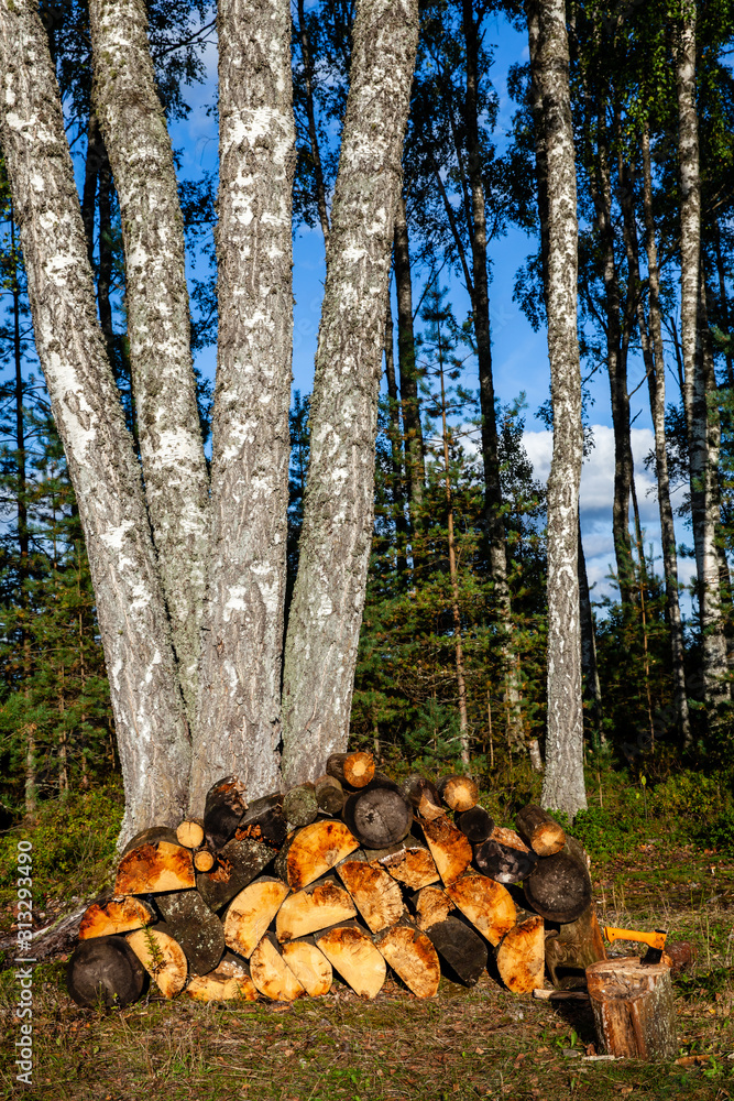 Stack of orange firewood under the trees in woodland. Axe prepared for chopping wood. Sunny day in Estonia. Stack of orange firewood under the trees in woodland. Axe prepared for chopping wood. Sunny day in Estonia.