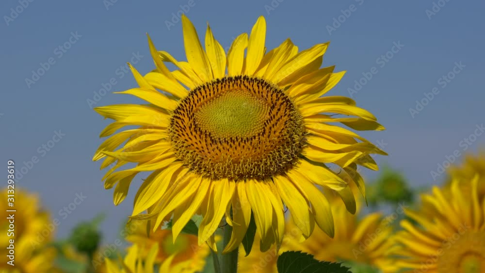 Sunflower (Helianthus annuus), close up of the flower head Sunflower (Helianthus annuus), close up of the flower head