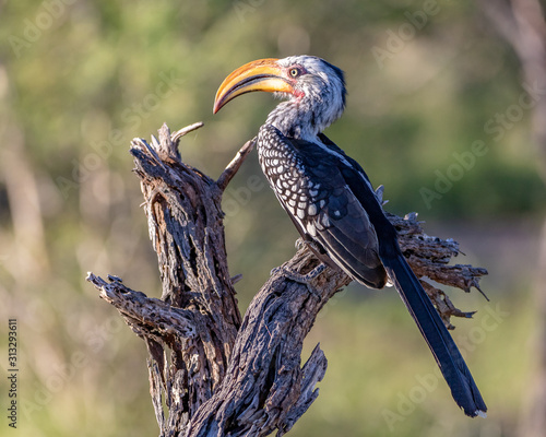 Fotografia yellow billed hornbill on a dead tree in africa