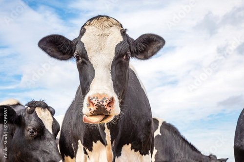 Cute cow licks her lips off with her tongue far out and a blue sky background