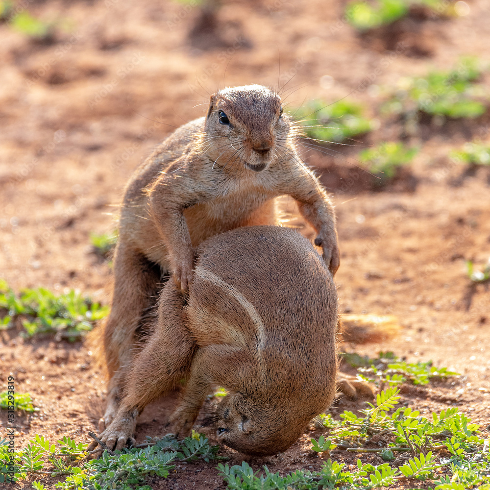 two ground squirrels wrestling in the african dirt two ground squirrels wrestling in the african dirt