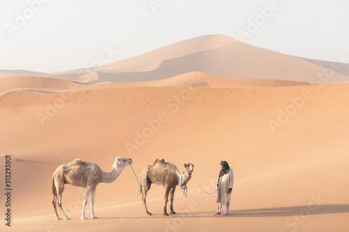 Canvas-taulu Bedouin and camel on way through sandy desert Nomad leads a camel Caravan in the