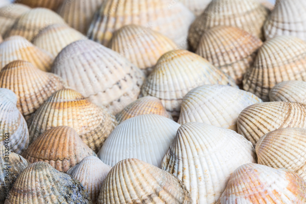 muscheln, strand, ornament, muster, muschelbank, herzmuscheln, Cerastoderma edule, seestern, glück, sand, beach, mollusken, Meeresfrüchte, Erholung, Norsee, Ostsee, Urlaub, Wattenmeer, Watt, Ferien, S muscheln, strand, ornament, muster, muschelbank, herzmuscheln, Cerastoderma edule, seestern, glück, sand, beach, mollusken, Meeresfrüchte, Erholung, Norsee, Ostsee, Urlaub, Wattenmeer, Watt, Ferien, S