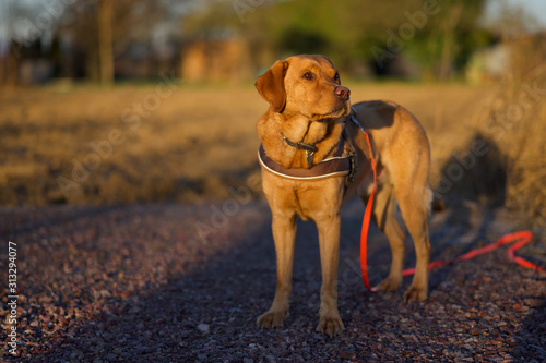 Fuchsroter Labrador Retriever in der Morgensonne