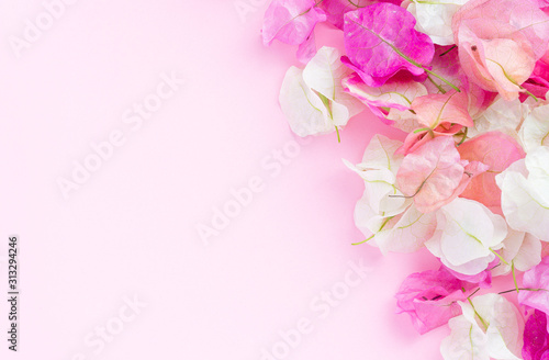 Beautiful bougainvillea on pink background.View from above. Background with copy space
