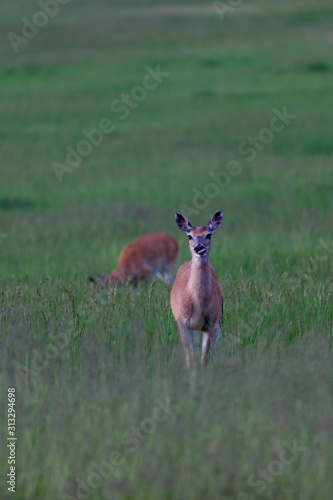 Two Deer in a Field