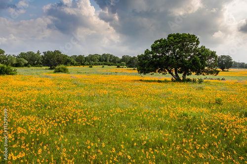field of yellow Texas wildflowers
