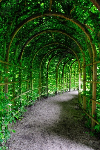 Curvy green plant tunnel in Groningen, Netherlands