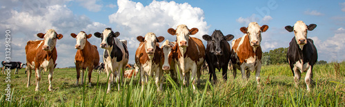 Fotografija Group of cows stand upright on the edge of a meadow in a pasture, a panoramic wi