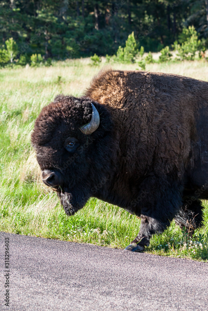 Large Male Bison