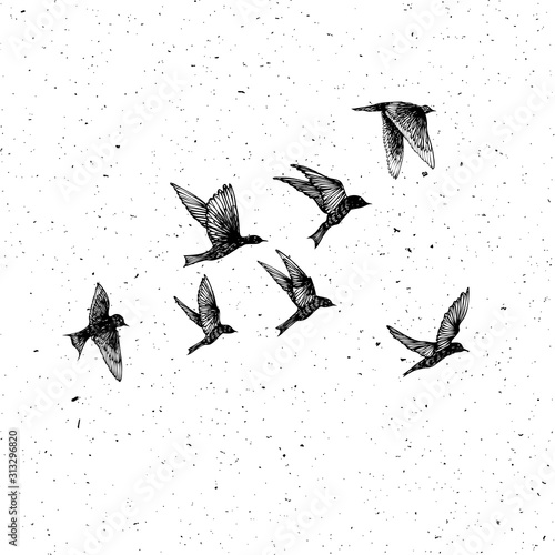 Set of black hand drawn strokes birds, flock. Drawing sketch. On textured Abstract grainy texture dust stain particles like stipple. Inspirational body flash tattoo ink.  Vector. photo