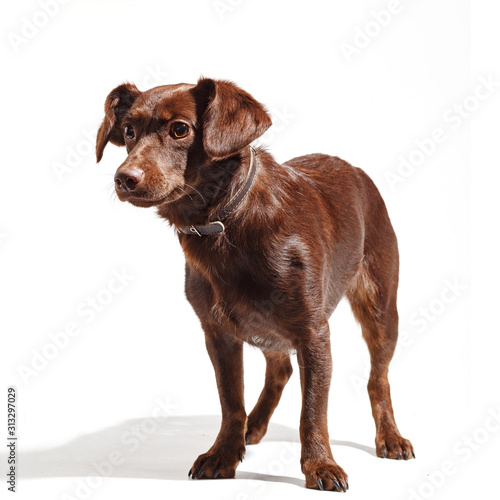 Homeless breedless dog with big ears on a white background