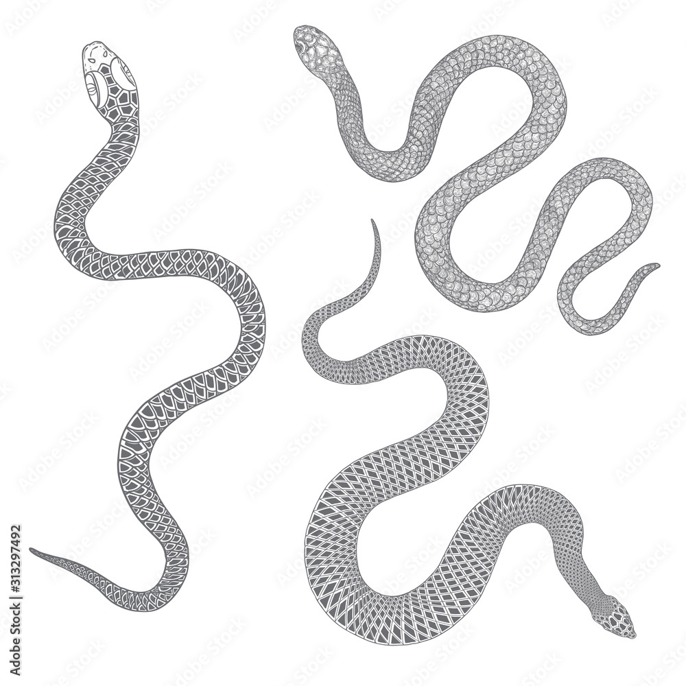 Fototapeta premium Set of snakes drawing illustration. Black serpent isolated on a white background tattoo design. Venomous reptile, drawn witchcraft, voodoo magic attribute for Halloween. Vector.