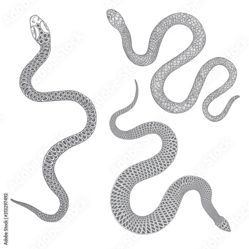 Set of snakes drawing illustration. Black serpent isolated on a white background tattoo design. Venomous reptile, drawn witchcraft, voodoo magic attribute for Halloween. Vector.