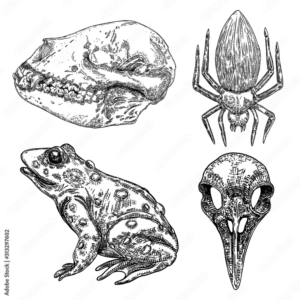 Obraz premium Magic animal elements design set. Hand drawn sketch for magician collection. Witchcraft spell symbols, wolf or dog skull bone, spider, frog, toad reptile, bird head skull. Vector.