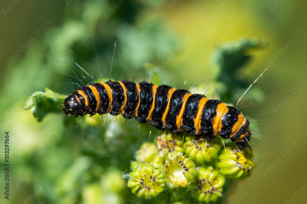 Cinnabar Moth caterpillar Cinnabar Moth caterpillar