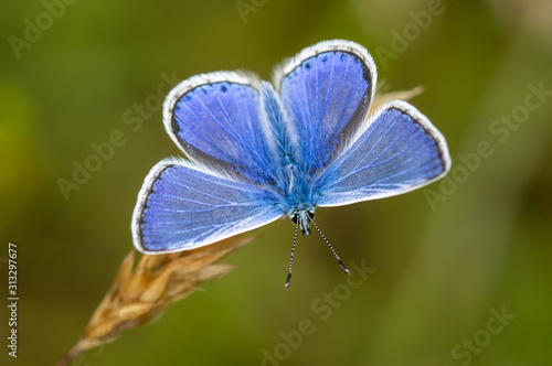 Common Blue butterfly male resting on a seed head