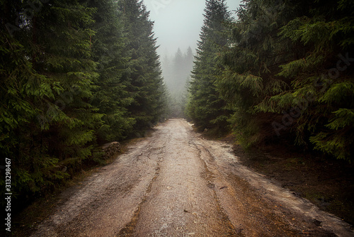 Droga w lesie spacer mgła zielone drzewa photo