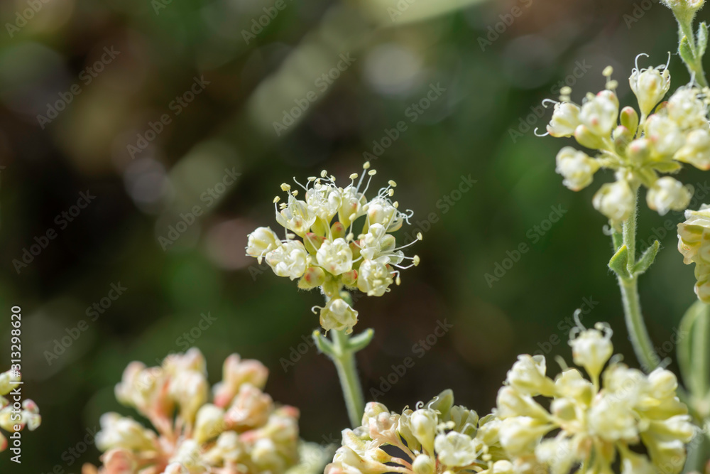 USA, Nevada, Clark County, Gold Butte National Monument. An umbel of pale flowers from Juniper sulphur flower (Eriogonum umbellatum var. juniporinum) wild buckwheat. USA, Nevada, Clark County, Gold Butte National Monument. An umbel of pale flowers from Juniper sulphur flower (Eriogonum umbellatum var. juniporinum) wild buckwheat.
