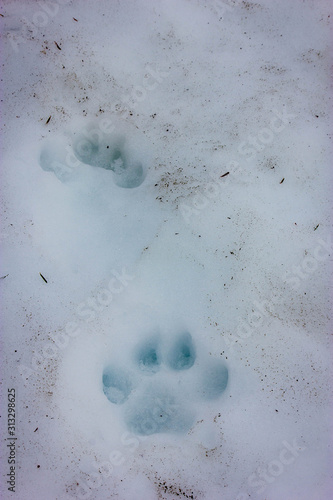Dog footprints int he snow