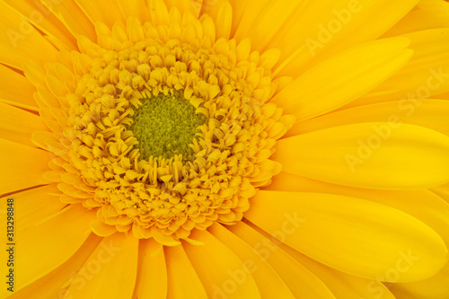 Yellow Geber daisy close up macro