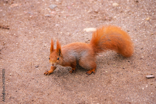 Eurasian red squirrel on the ground