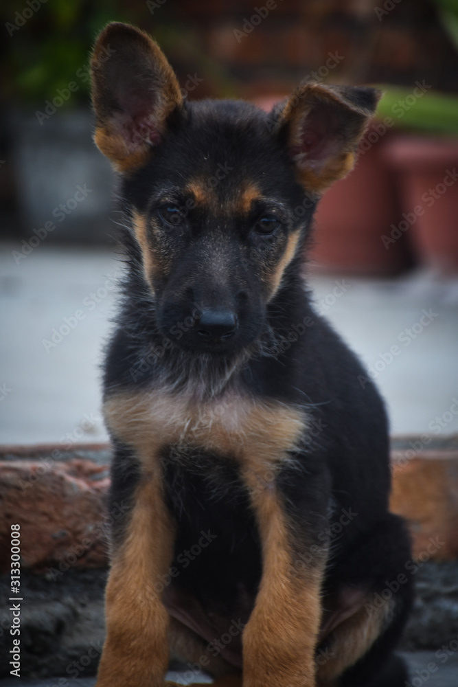 portrait of a german shepherd dog portrait of a german shepherd dog