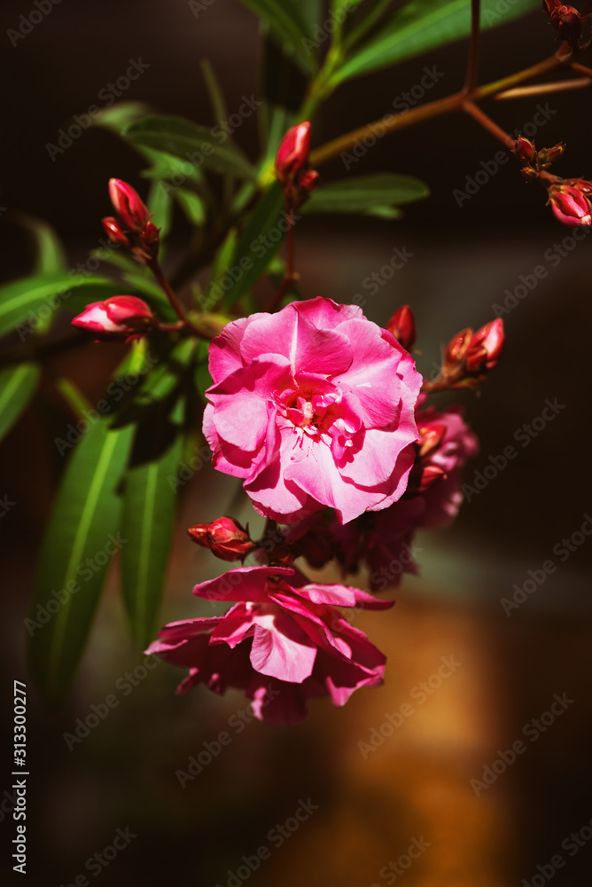 Fototapeta premium Blooming Pink Rhododendron in the interior of food places