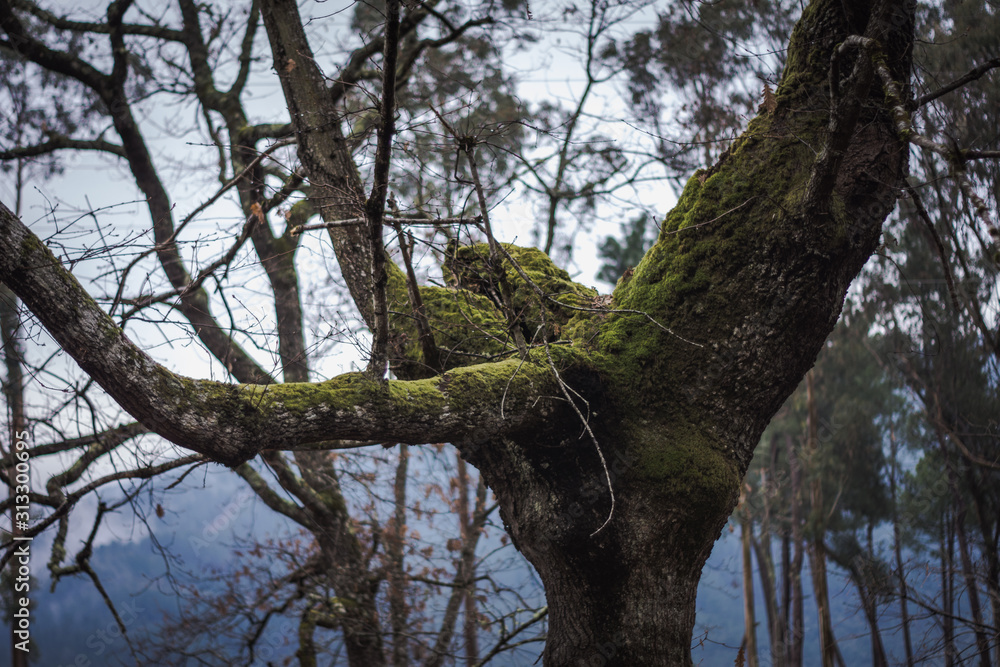 tronco de árbol con musgo