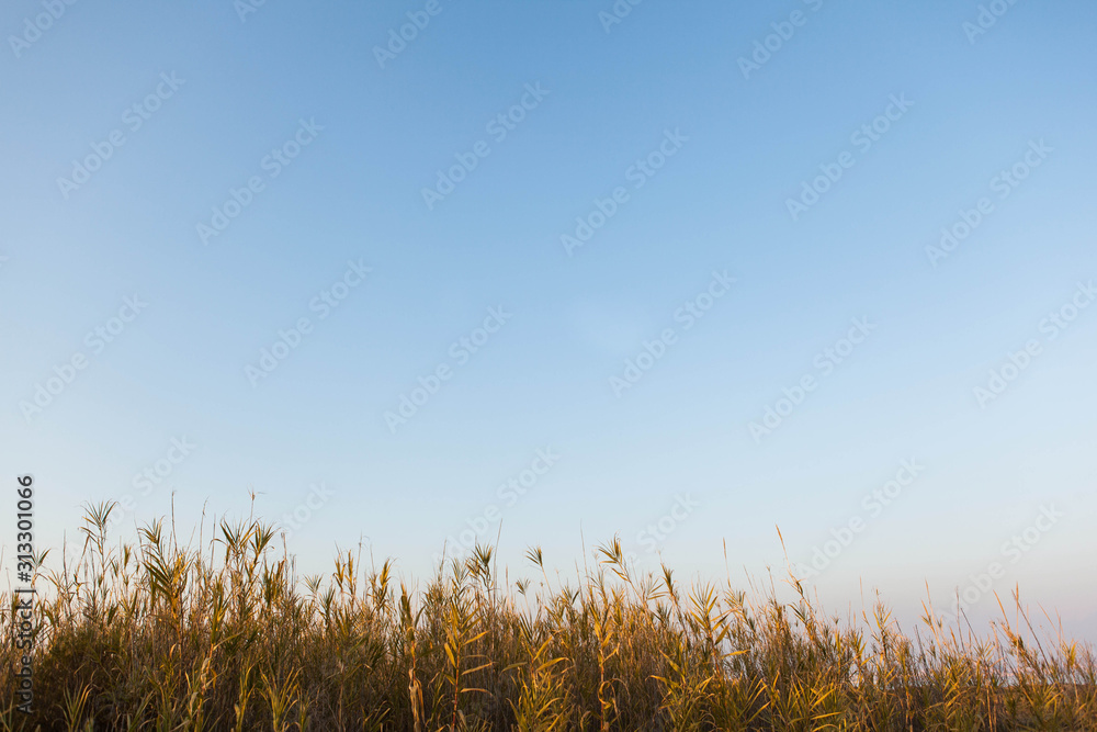 Fototapeta premium Hierba y cielo