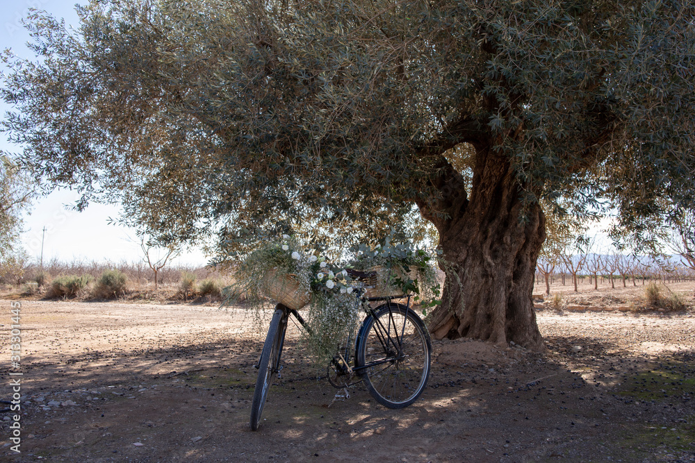 Bicicleta con flores delante de un olivo