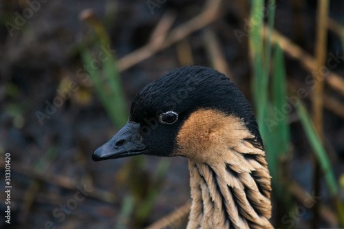 Close up on the head and face of a Nene, or Hawaiian goose in front of yellow and green grass photo