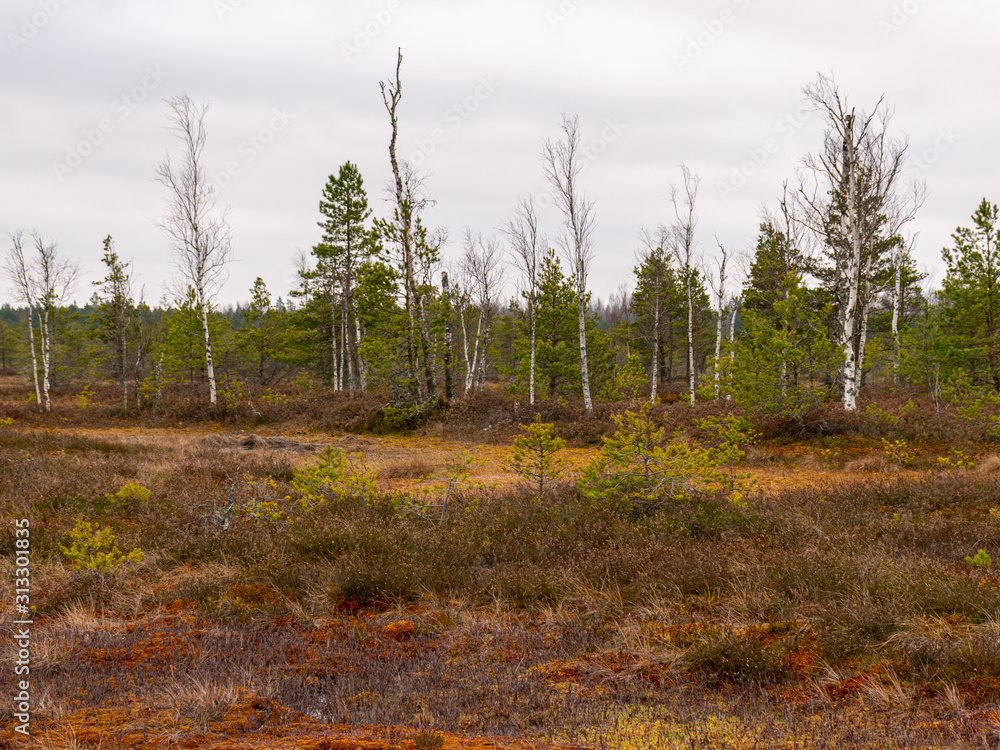 Obraz premium a lonely landscape with bogs