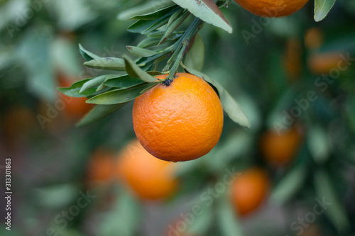 Orange photo