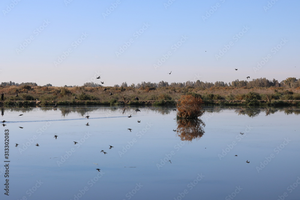 birds migration in Azraq wetland reserve  in Jordan