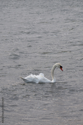 Fototapeta Naklejka Na Ścianę i Meble -  Swan on a waving surface of stormy sea water. Copy space.