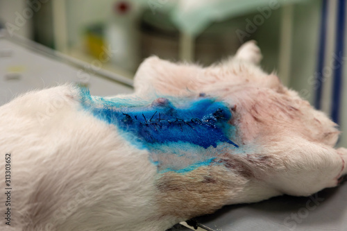 Close-up, selective focus. Treatment of the surgical suture on the dog's body with a disinfectant solution. Surgery to remove a breast tumor in a dog.