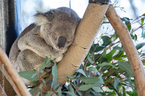 Canvas Print Koala
