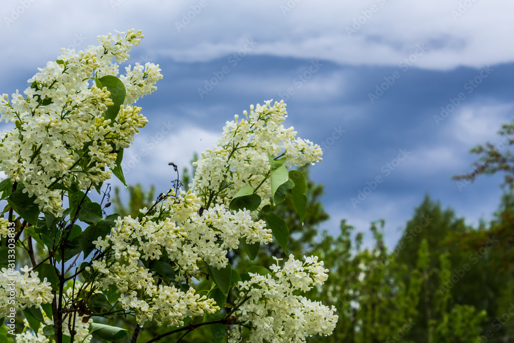 Spring outside the city.Lilac bush after the rain.Drops of water flow down from foliage and white flowers.Against the background of a blue stormy sky. Spring outside the city.Lilac bush after the rain.Drops of water flow down from foliage and white flowers.Against the background of a blue stormy sky.