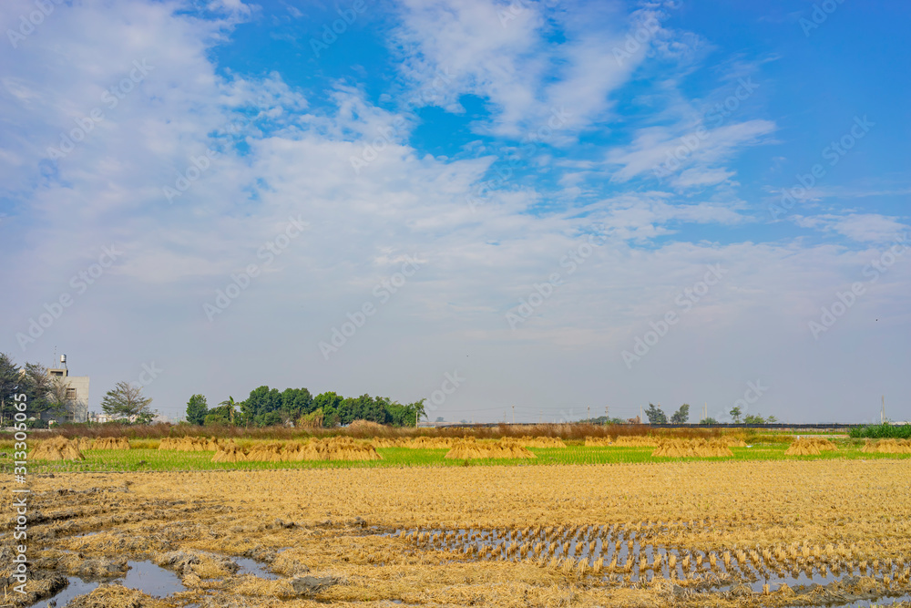 Obraz premium Morning view of a beautiful green paddy field