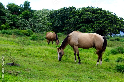 Hawaiian Horses