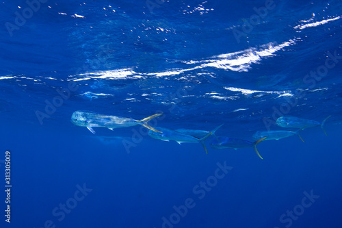mahi-mahi,common dolphinfish, coryphaena hippurus photo