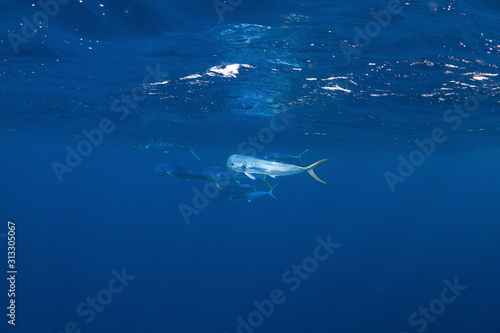 mahi-mahi,common dolphinfish, coryphaena hippurus