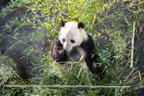 Photography Panda in Copenhagen Zoo