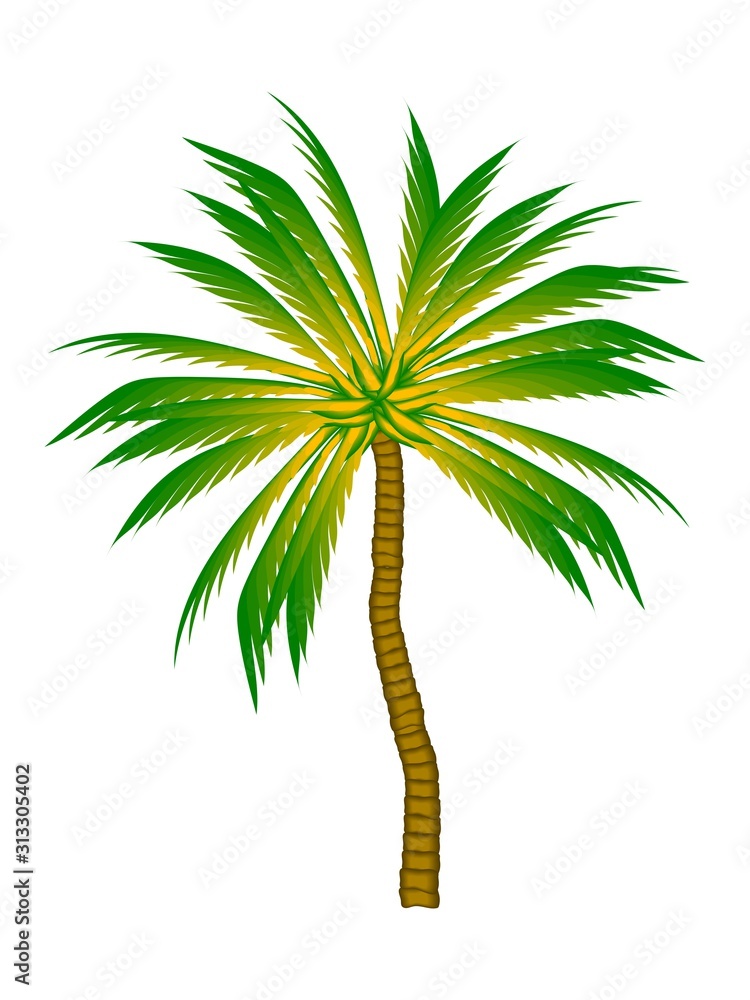 palm. color illustration. tropical plant on a white background. greeting card design, sticker