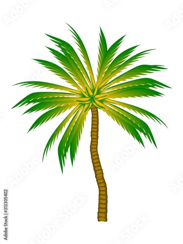 palm. color illustration. tropical plant on a white background. greeting card design  sticker