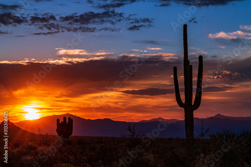 Silhouette Of Cactus At Sunset